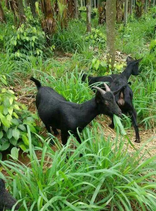 原创海南美食一一东山羊