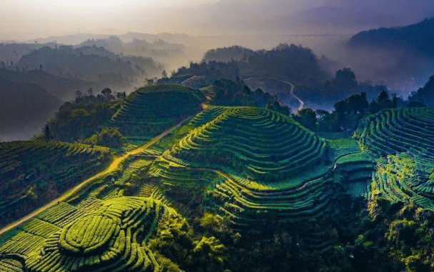 空中赏雅安名山的“大地指纹”，地上闻茶园的阵阵芳香