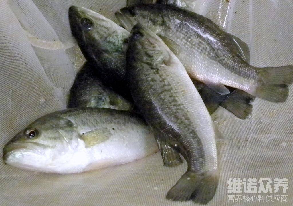 原創淡水鱸魚要怎麼樣養鱸魚的飼料有哪些