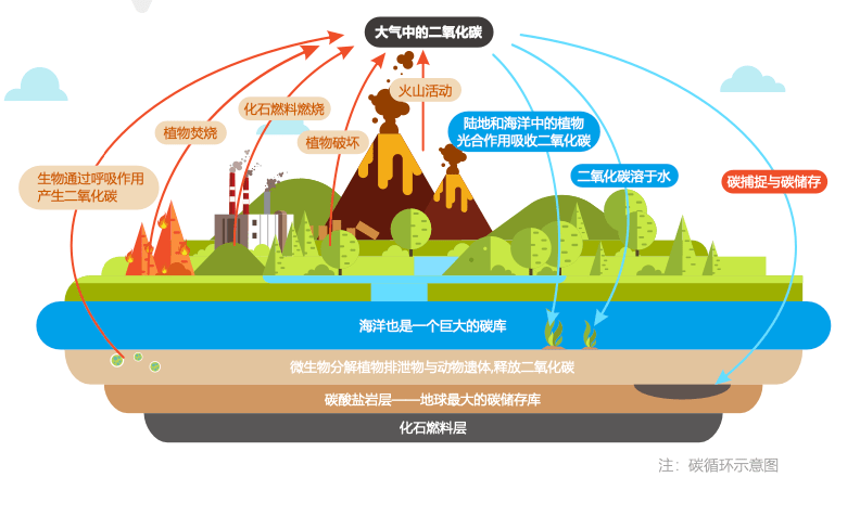 双碳科普系列 06 | 碳循环的基本概念与原理_排放_大气_全球