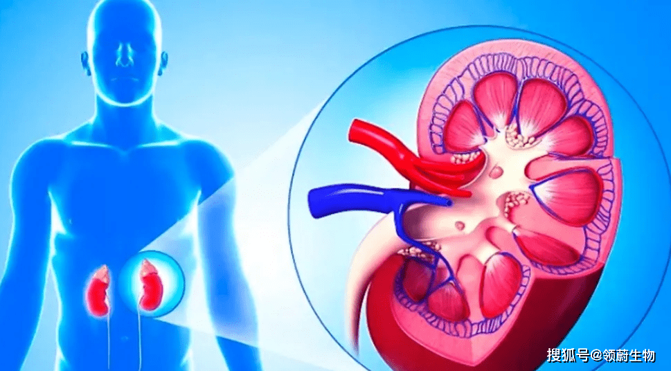 肾脏|干细胞治疗糖尿病肾病效果显著，临床试验已获国家备案