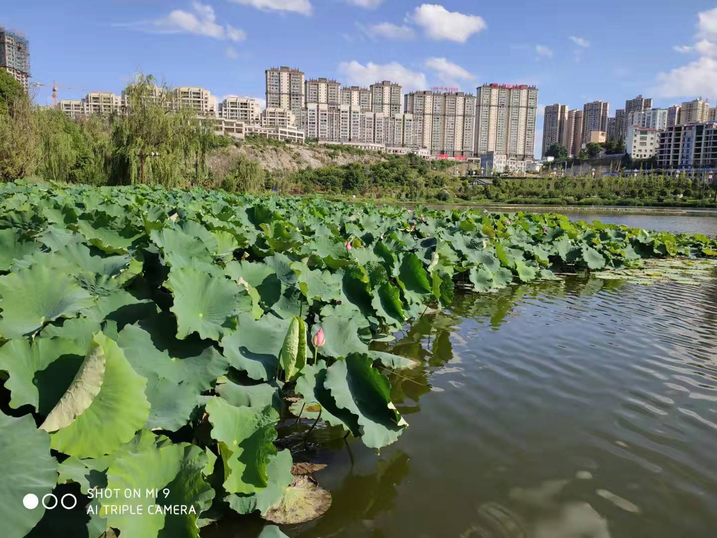 兴仁东湖公园照片图片