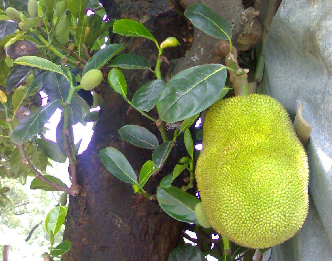 不可错过的热带水果——尖蜜拉