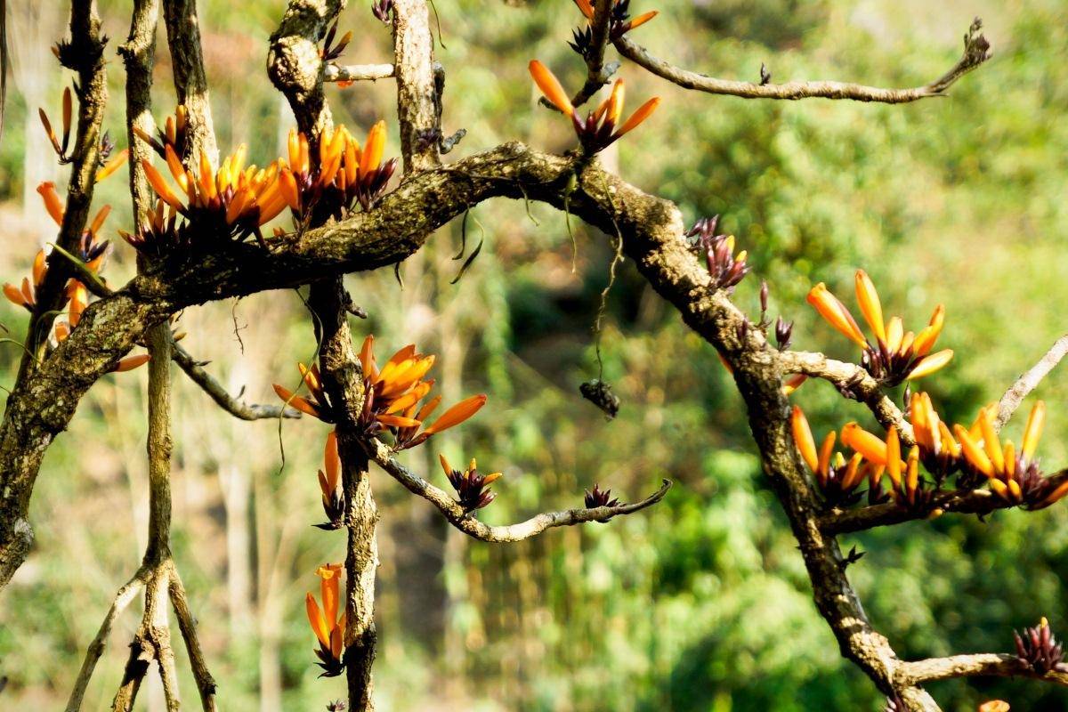 花如火焰般布满枝干的树种火烧花