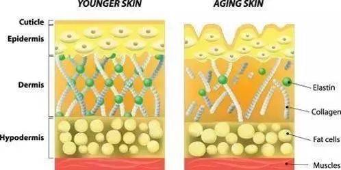 科技科技护肤与护肤黑科技——皮肤衰老的秘密