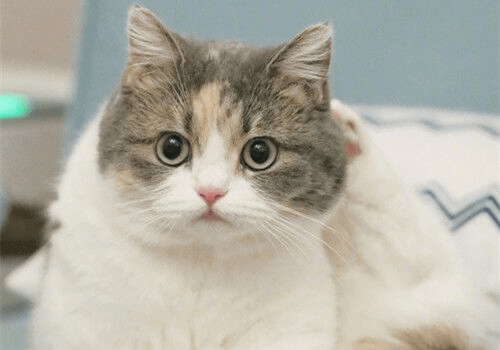 cc4295c6a33244d5b02affed76b1b546.png