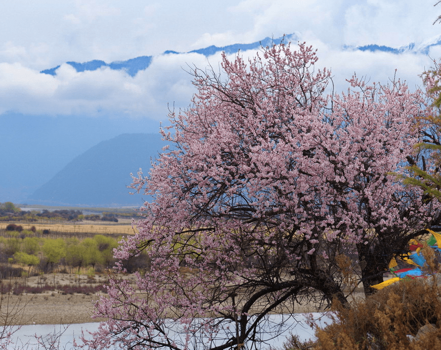 三月份去西藏合适吗？三月份去西藏有什么好看的？林芝桃花节攻略！