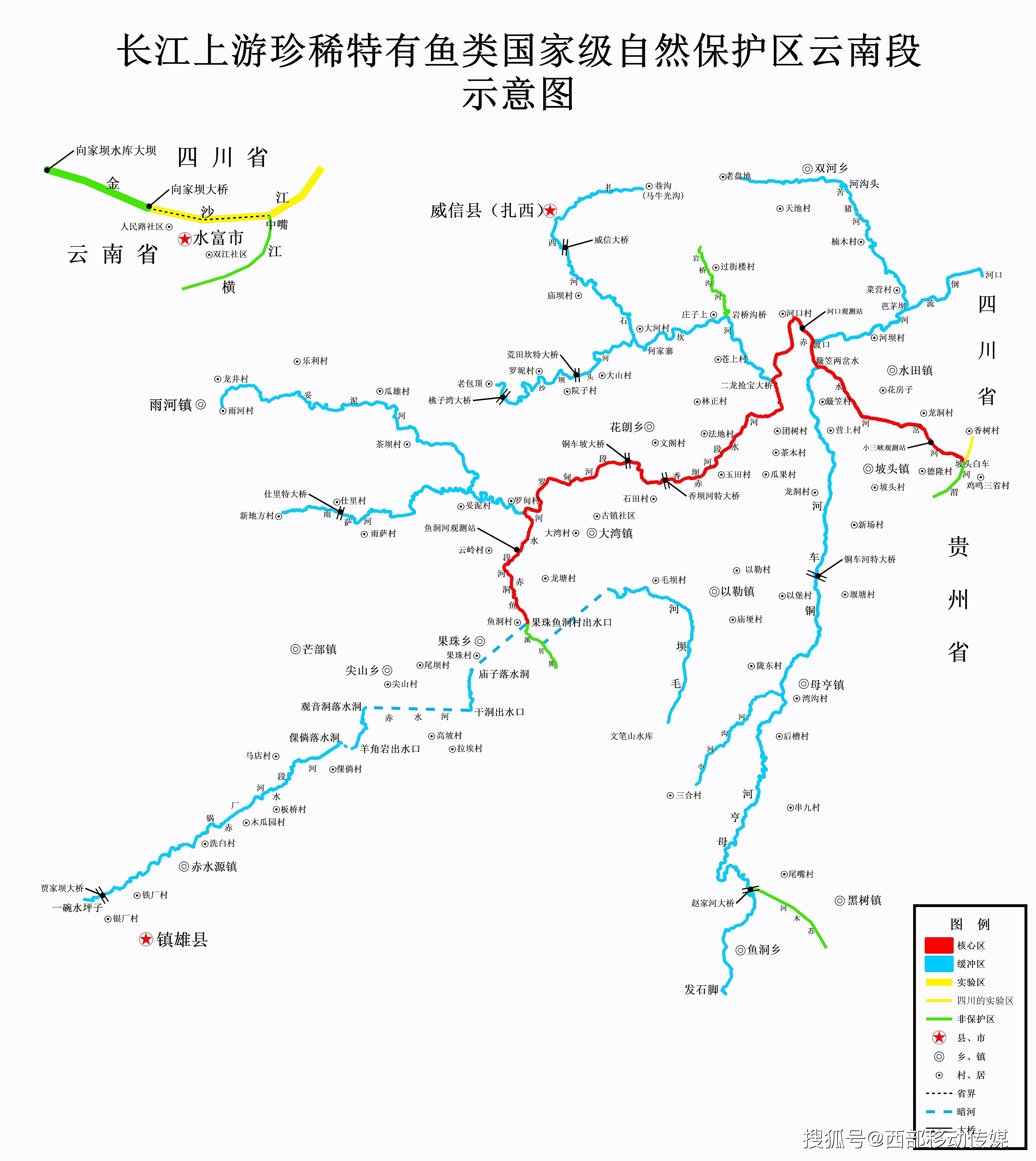 珍稀鱼类科普长薄鳅（国家二级保护动物）