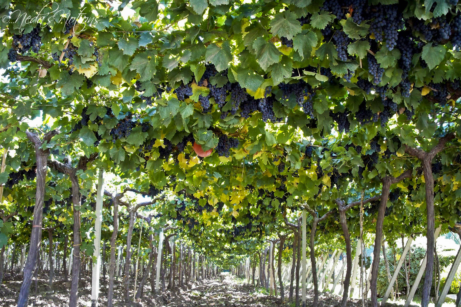 地方|喝酒最不花钱的国家，背后离不开中国商人的豪爽，你知道是哪国？