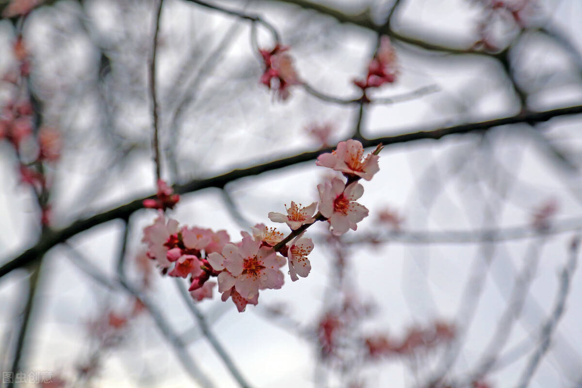 春节去西藏旅游