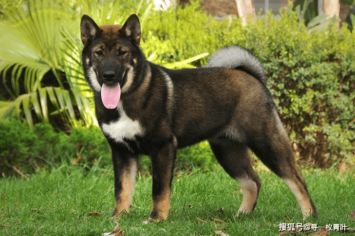日本六犬是什么意思 分别是哪些犬种 除了这些还有吗 秋田犬 纪念物 柴犬