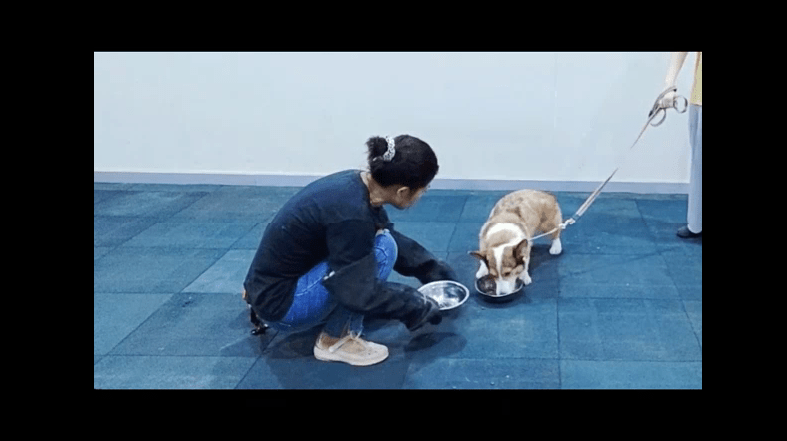 宠物柯基呲牙护食怎么办？广州专业训犬师用训狗学校案例告知你答案！