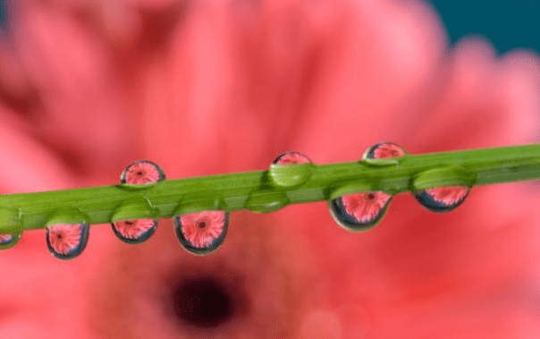 手机怎样拍出水滴有花的画面 怎样拍出水滴的通透 水珠 露珠 镜头