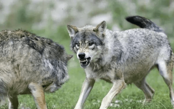 原创哈士奇和狼一对比笑得肚子疼二哈你这表情是认真的吗真丢狗脸