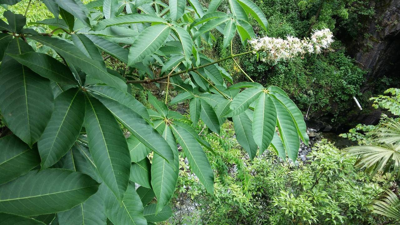猴板栗天师栗植物非试管高效快繁