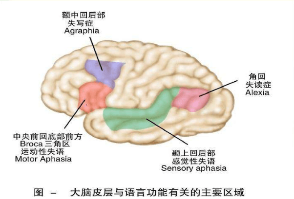 新年互道祝福語,語言中樞來護航_大腦_東瀟博_運動性