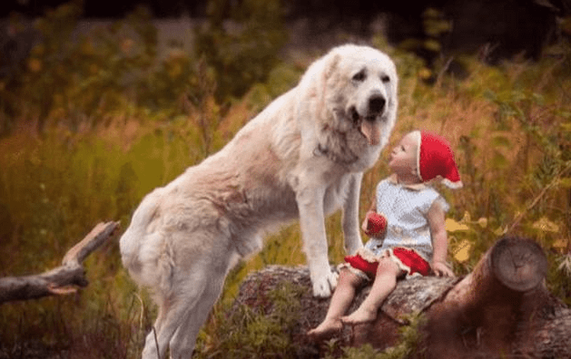 狗为啥突然学狼嚎 0d8030919bb5412ba180ab3c6de53564.png