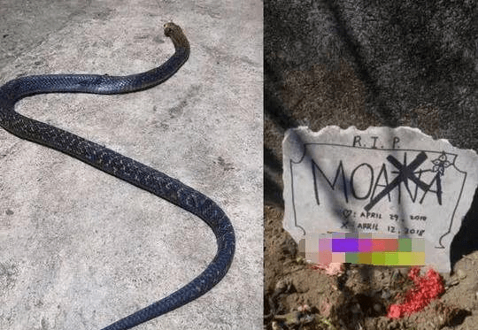 如何折一条眼镜蛇 f580405abb3a48f49344b21ffba0181e.png