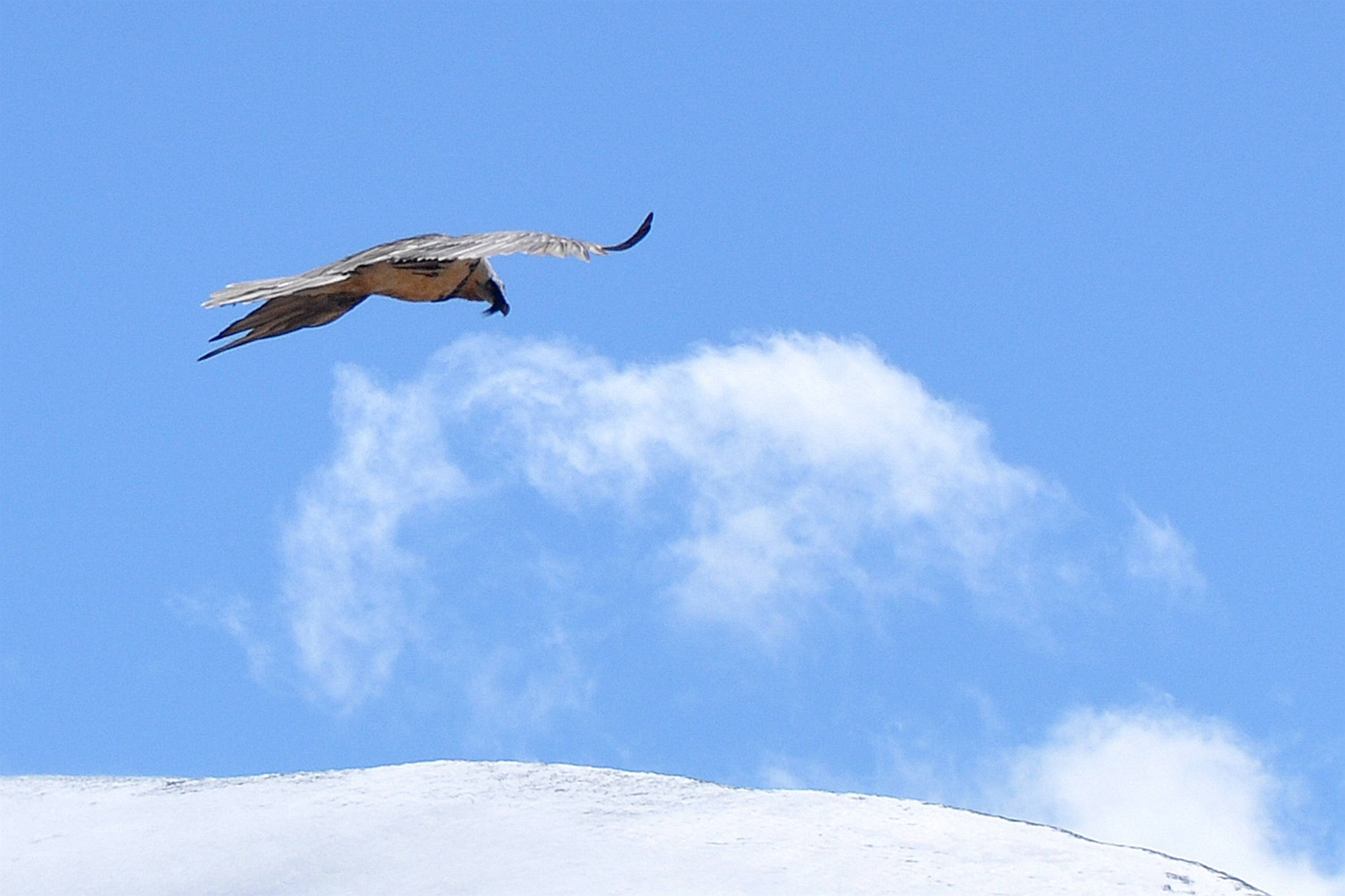 近观雪峰顶上,二只兀鹫一前一后翻越雪山顶壮举.