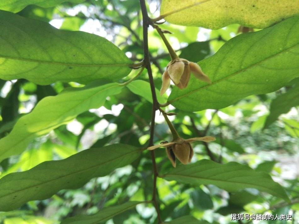 【植物界全系列】木兰目—番荔枝科(四):蕉木_花瓣_心皮_胚珠