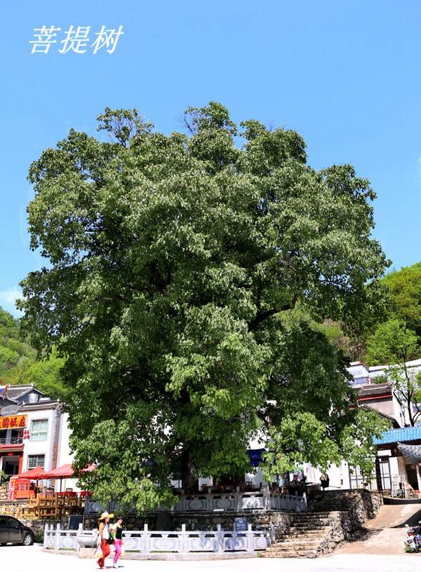 诗经里的植物辨识十六杻或是流苏树