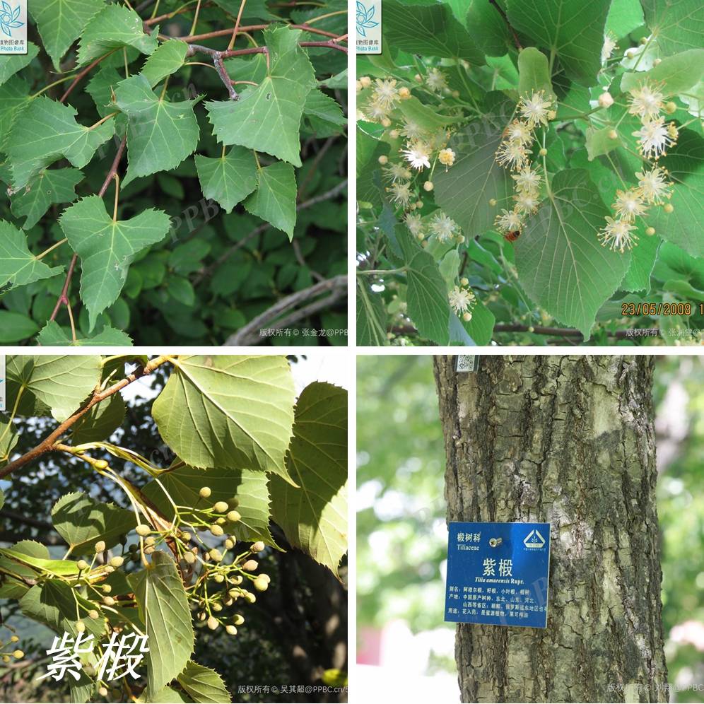 山胡椒,檵木和流苏树,都不能完全符合郭璞和陆玑和所说"檍"的特征