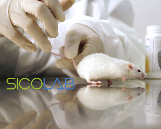 梅州兽医实验室建设方案整理sicolab