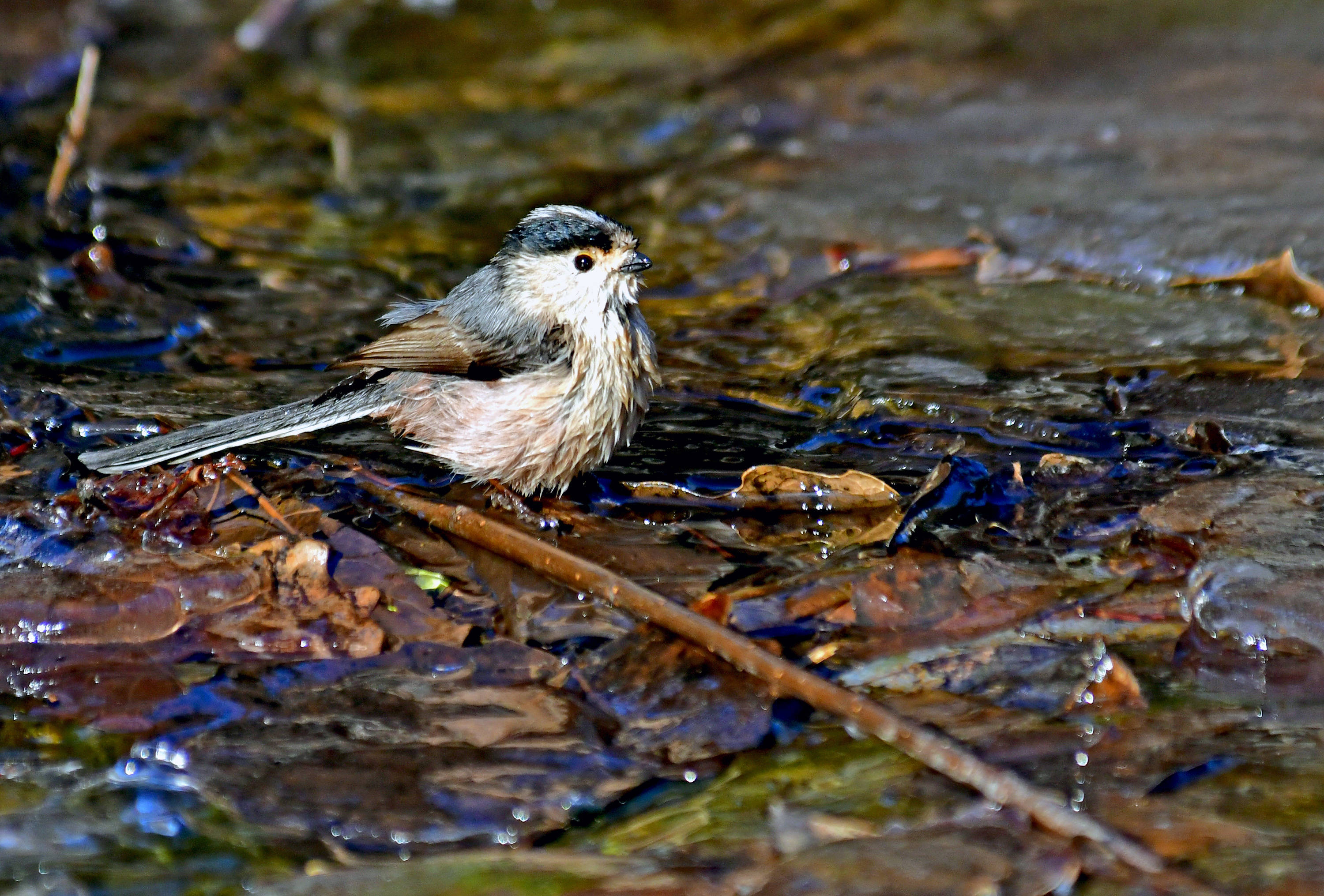 冬日溪流中的山雀