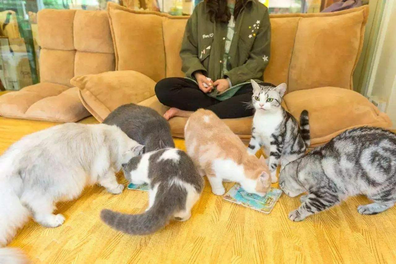 宠物经济产业达3000亿市场这届年轻人越来越喜欢宠物了