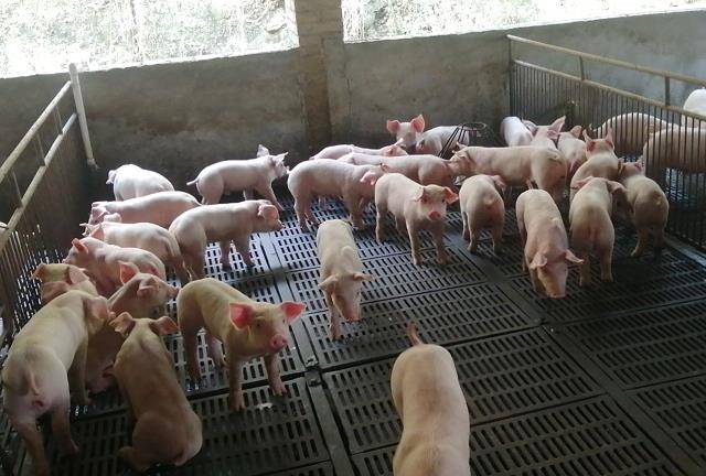 但是水泡粪工艺的猪场也有许多弊端,如猪舍内氨气臭气大,粪污没办法