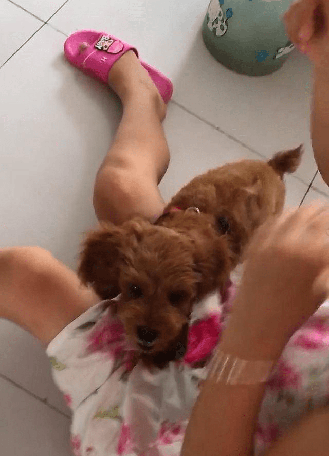 主人假装用拖鞋打女儿,泰迪见状的这个举动,主人看了很暖心_反应_滑板