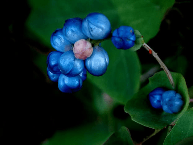 名松堂药材赏鉴:药材:杠板归_花小_作用_草药