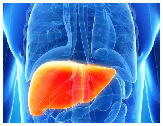 功能_肝部_肝脏