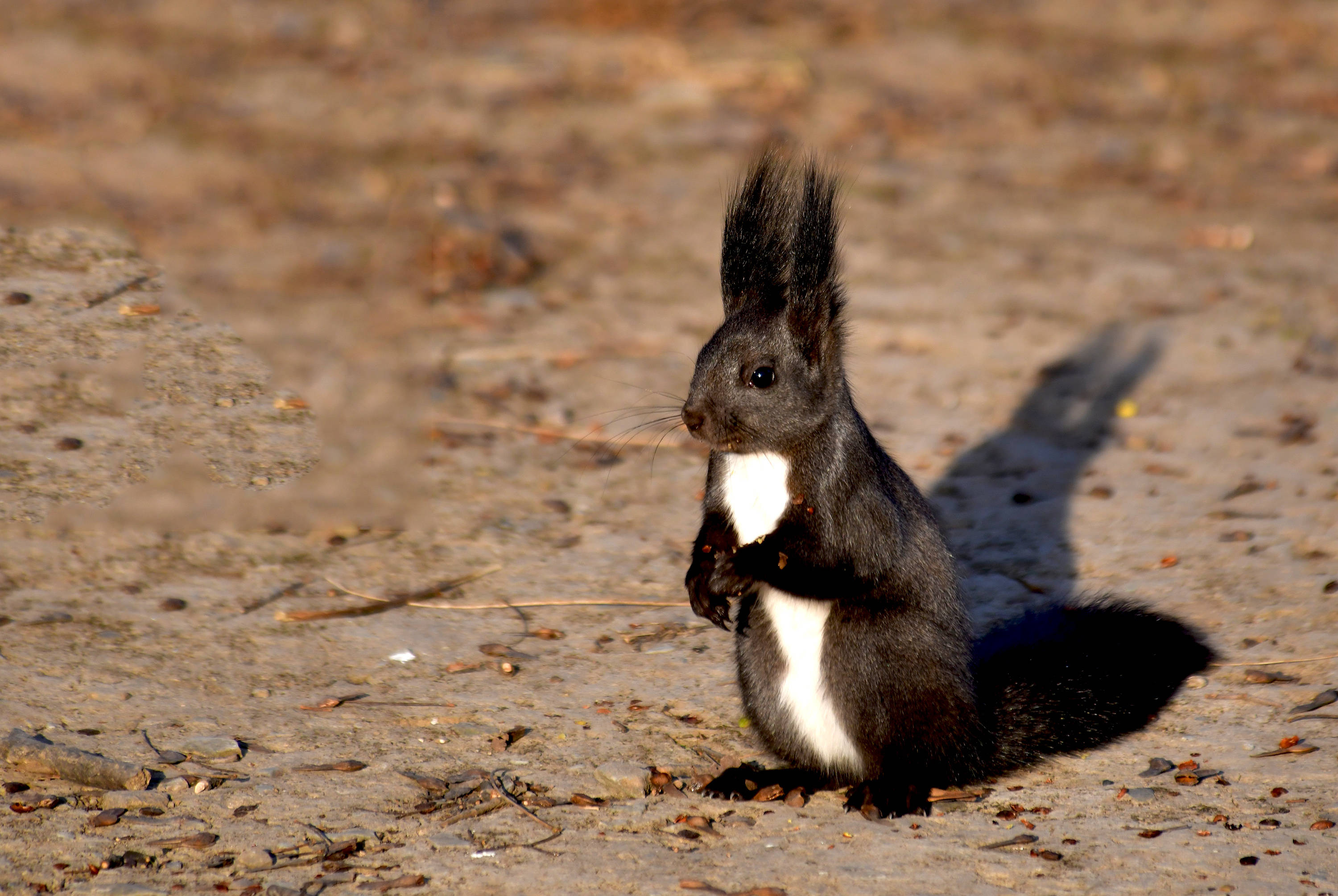 冬日暖阳下的黑松鼠_保护_地面_中国