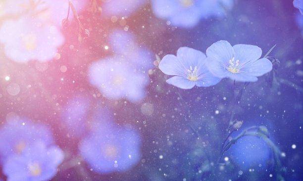 还有四周 心有不甘 心未走 旧爱求情 再续深情 永不分离 工作 事业 事情