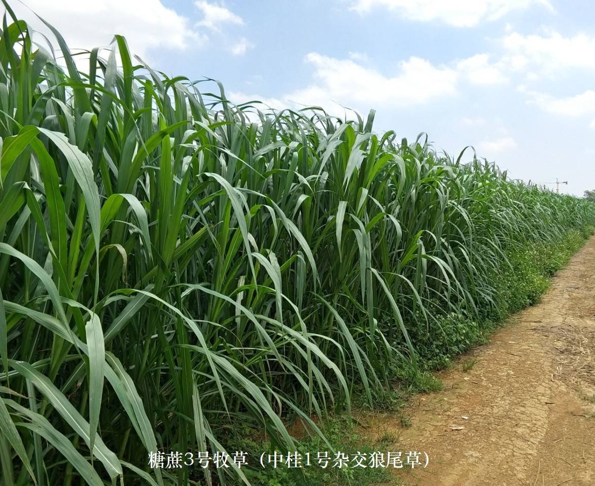 開春種什麼牧草好給您介紹新一代高產高品質牧草之皇糖蔗3號牧草