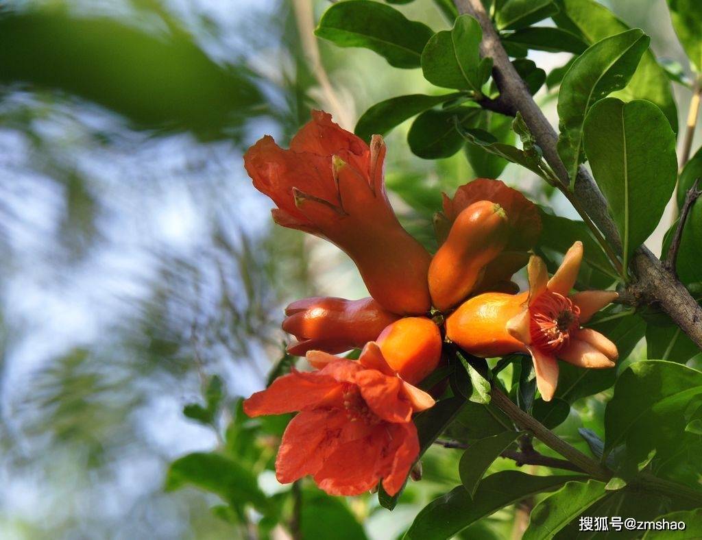 石榴开花结果2