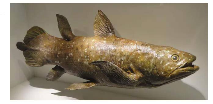 世界上最大的腔棘鱼图片