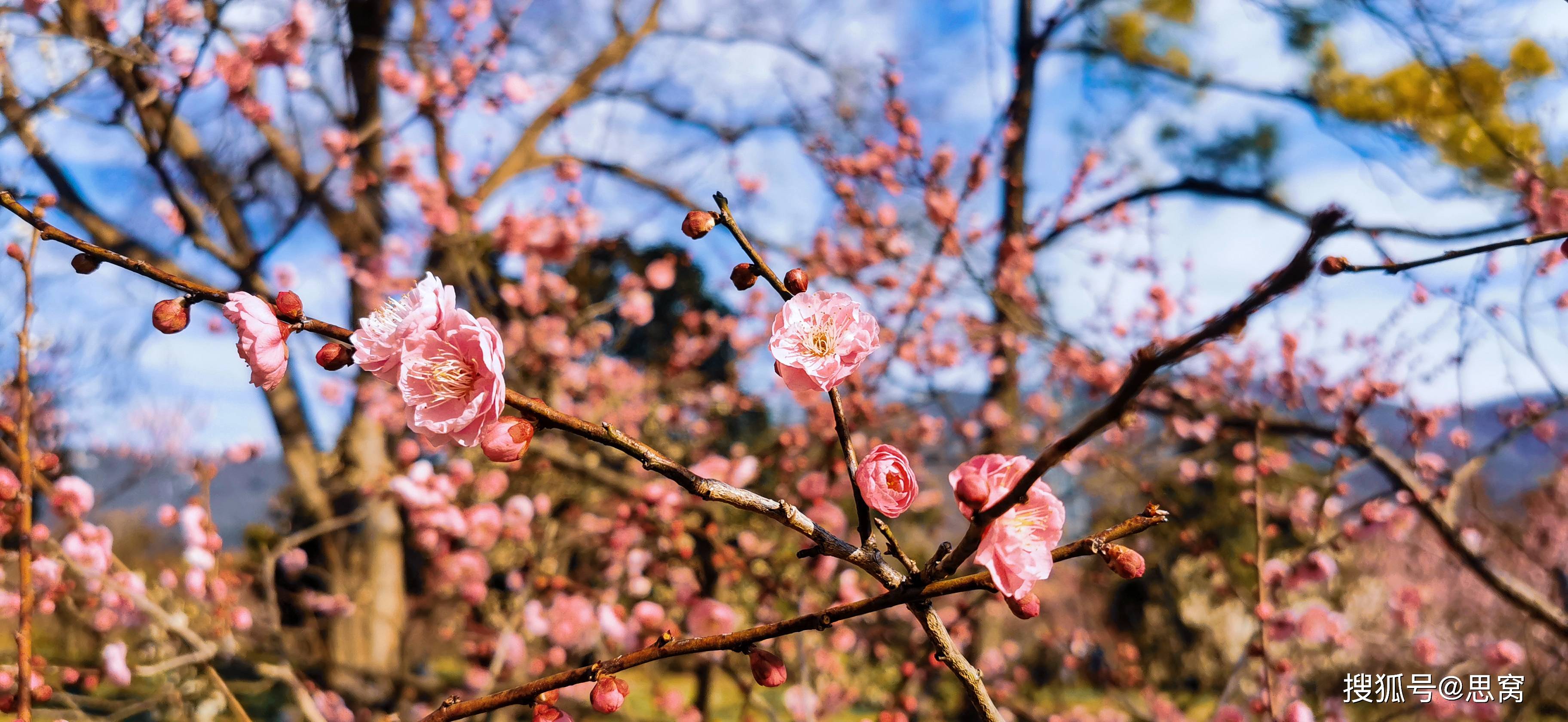 思窝爱旅行的涛哥南京梅花山天下第一梅山惊蛰赏梅正当时
