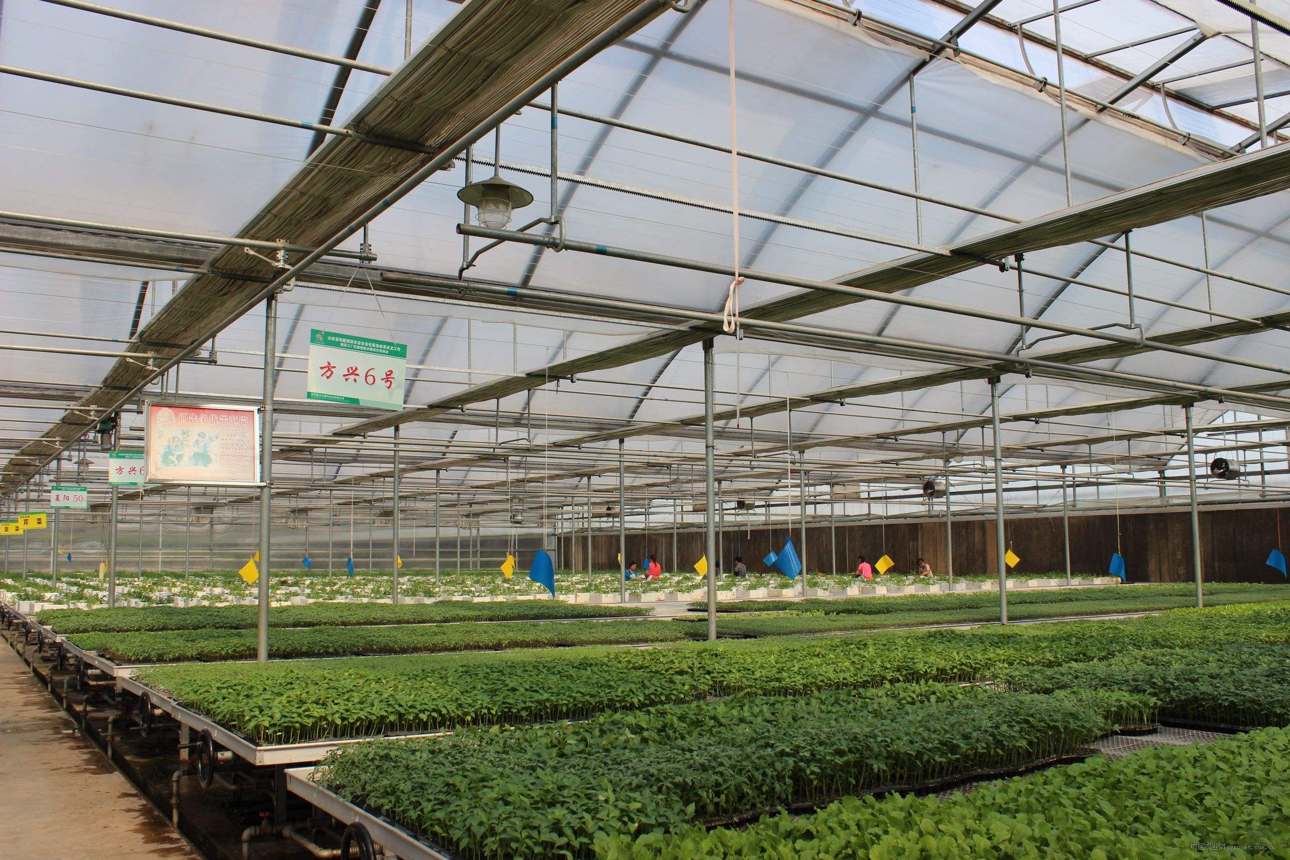 建造蔬菜小温室的几个小步骤