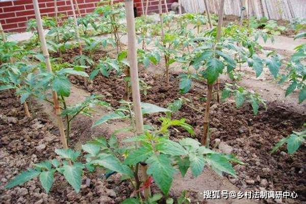 西红柿盆栽种植的方法