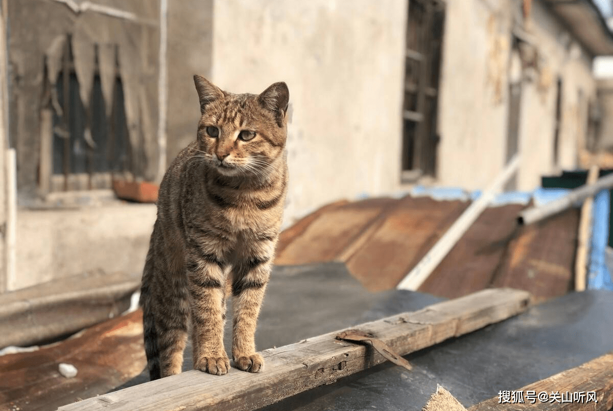 在农村 老人常说 男猫三点水 女猫一丘田 是什么意思 眼泪 俗语 说法