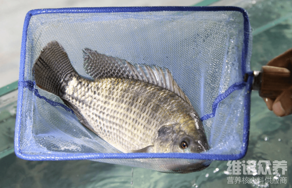 便宜的羅非飼料配方怎麼配養羅非魚的方法和技巧