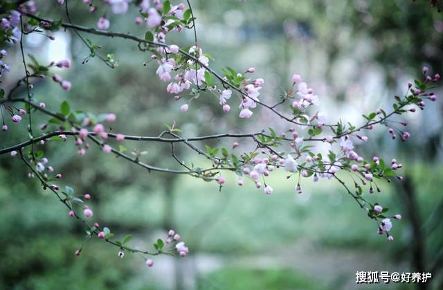 盘点庭院四品 选上一种 院落有品味 植物 芭蕉 植于