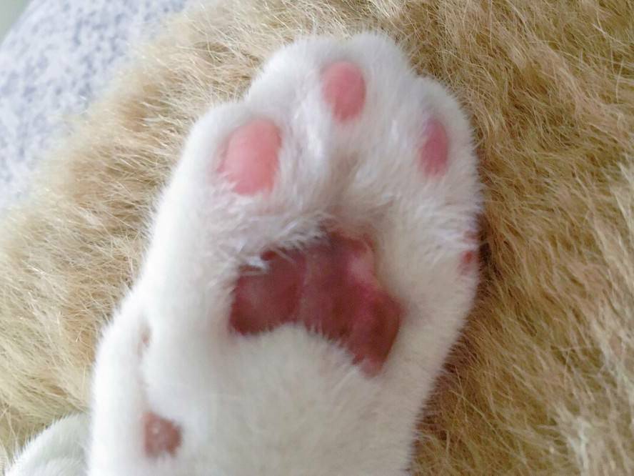 保姆级猫咪剪指甲教程小猫一脸享受