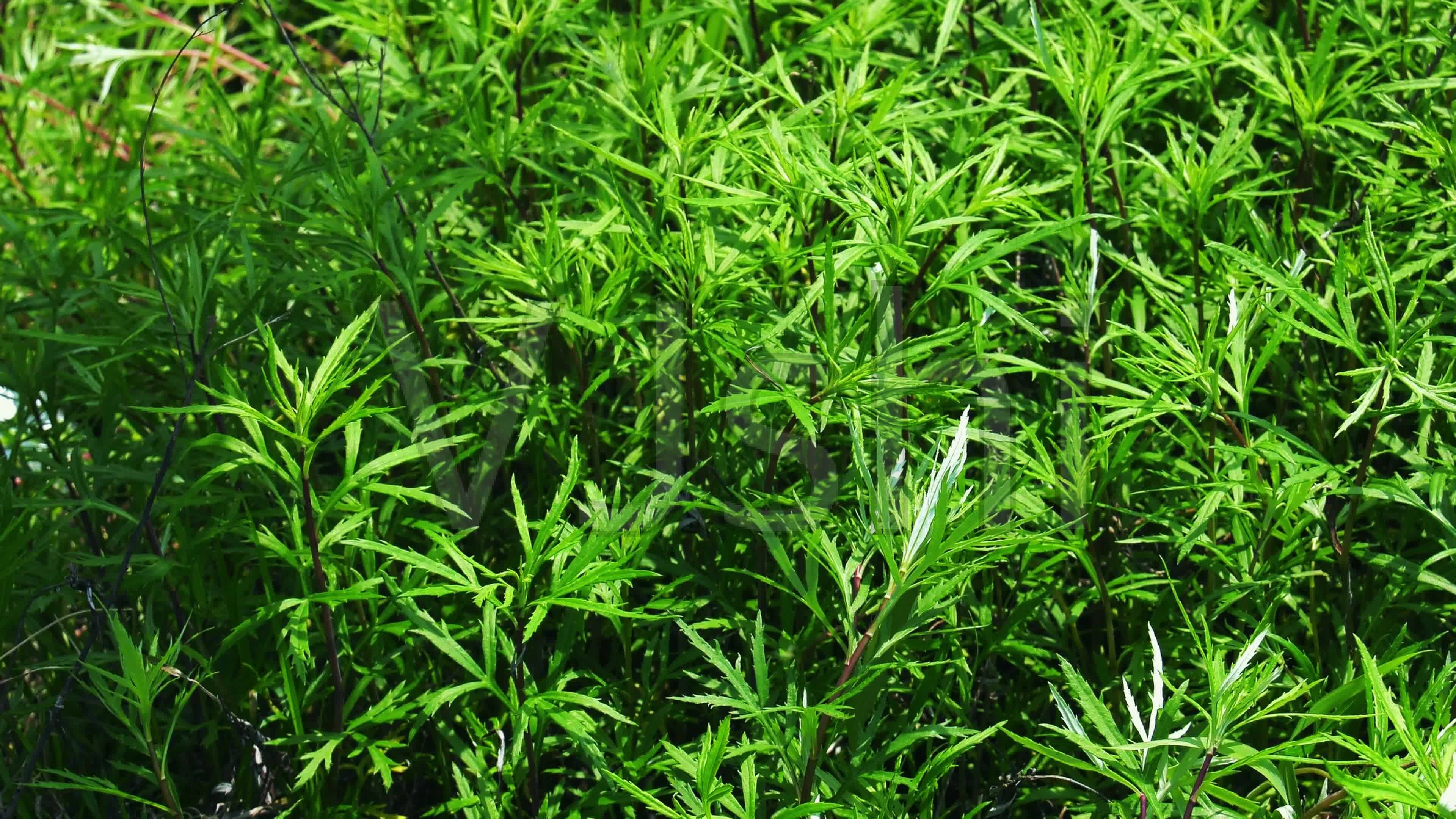 【散文】丁会仁|故乡的野菜