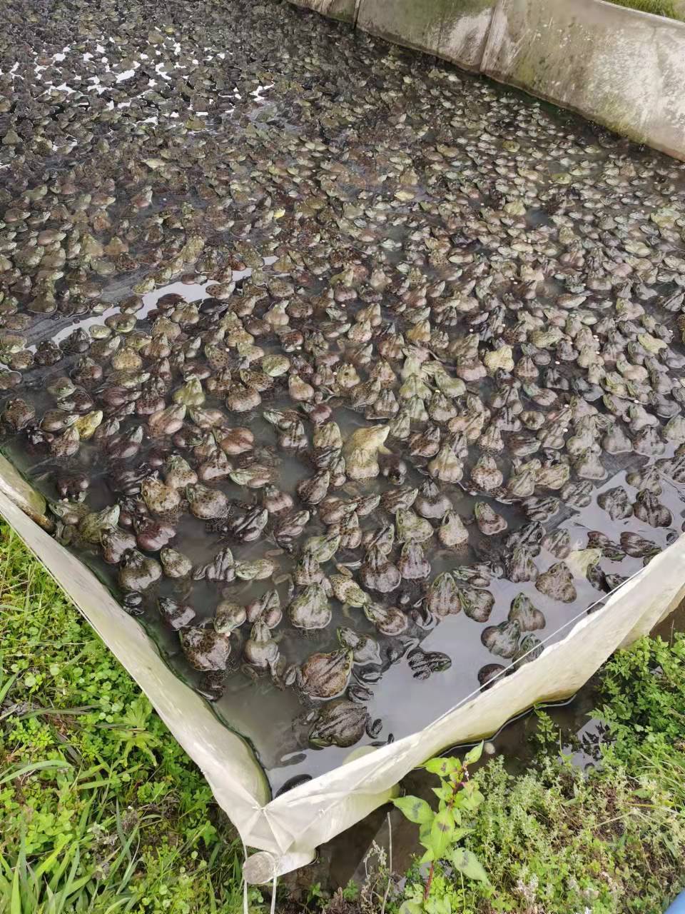 养牛蛙用高密度水产养殖专用复合益生菌,水质改善后死亡率大幅度降低