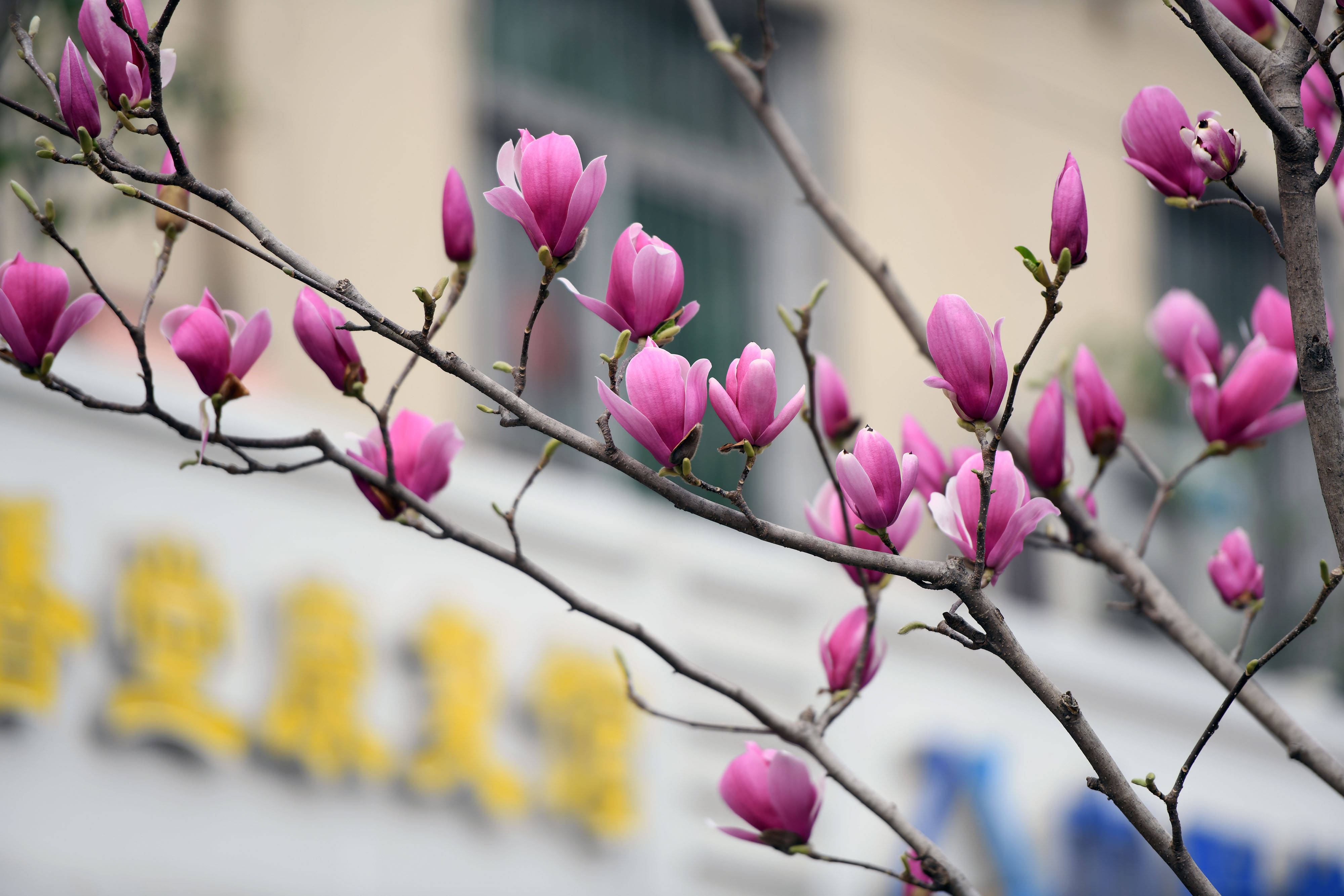 合肥紫玉兰花盛开醉市民