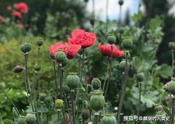 植物界全系列 毛茛目 罂粟科 一 蓟罂粟 被子植物 胎座 种类