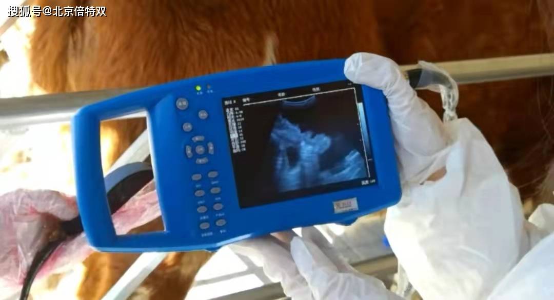 直肠检查母牛怀孕图解图片